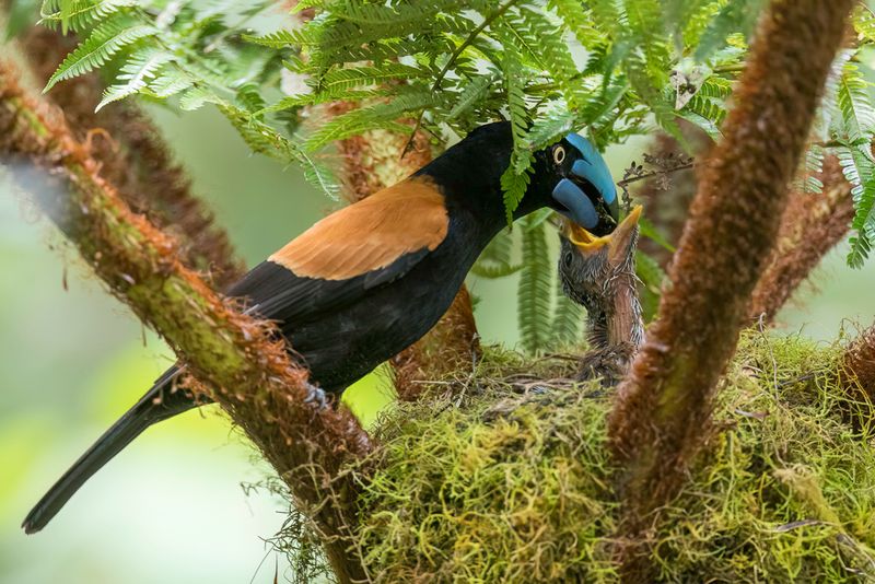 Birds of Madagascar 2019
