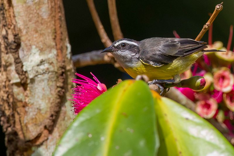 Bananaquit - Suikerdiefje - Sucrier  ventre jaune