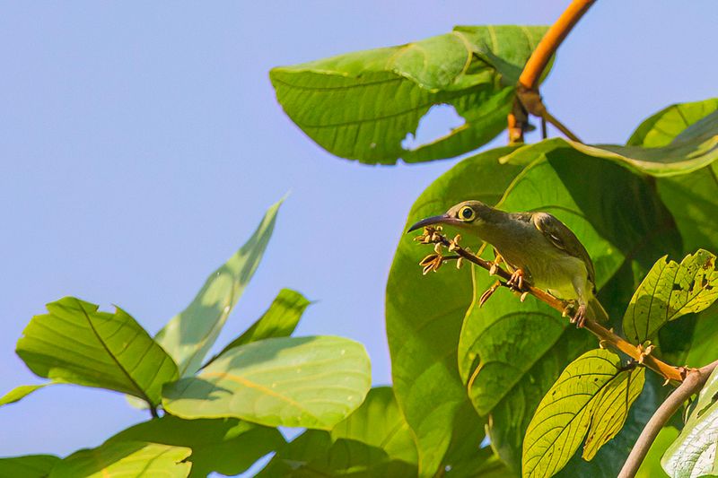 Birds of Thailand 2017
