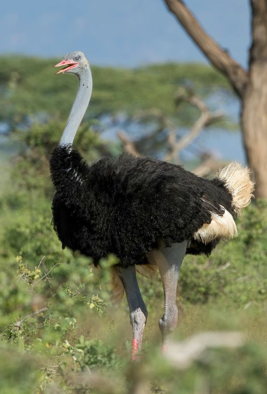 001 Struthionidae - Ostriches