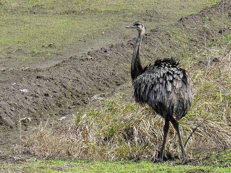 Greater Rhea