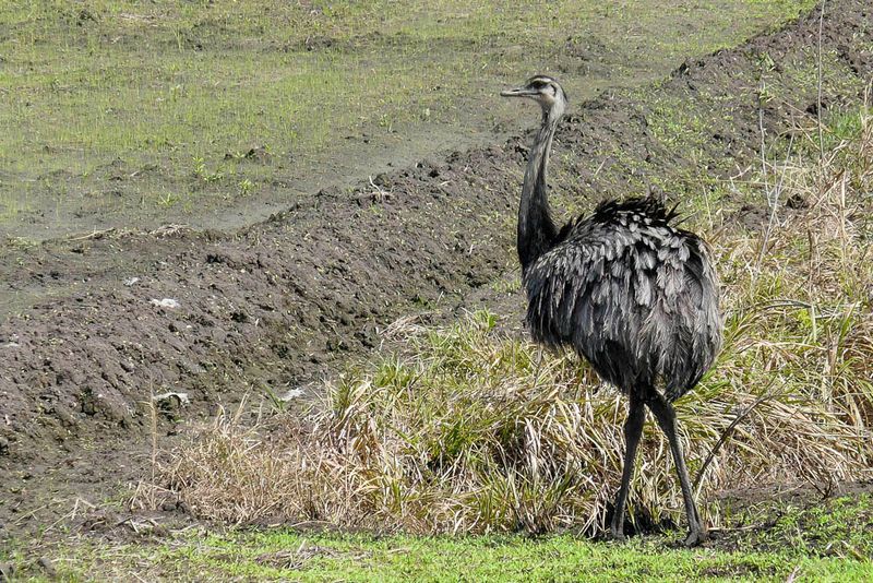Greater Rhea