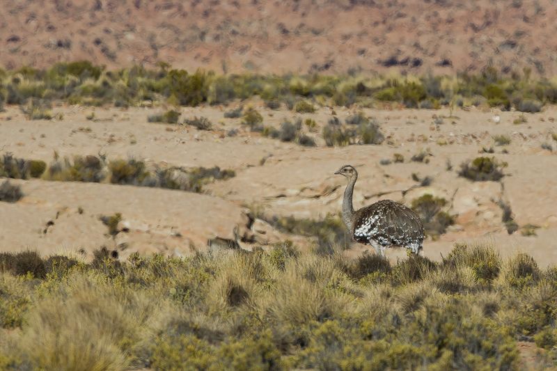 Lesser Rhea