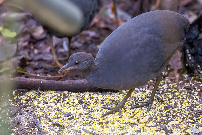 Cinereous Tinamou