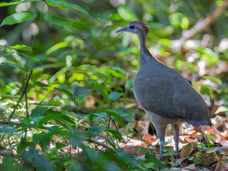 Great Tinamou