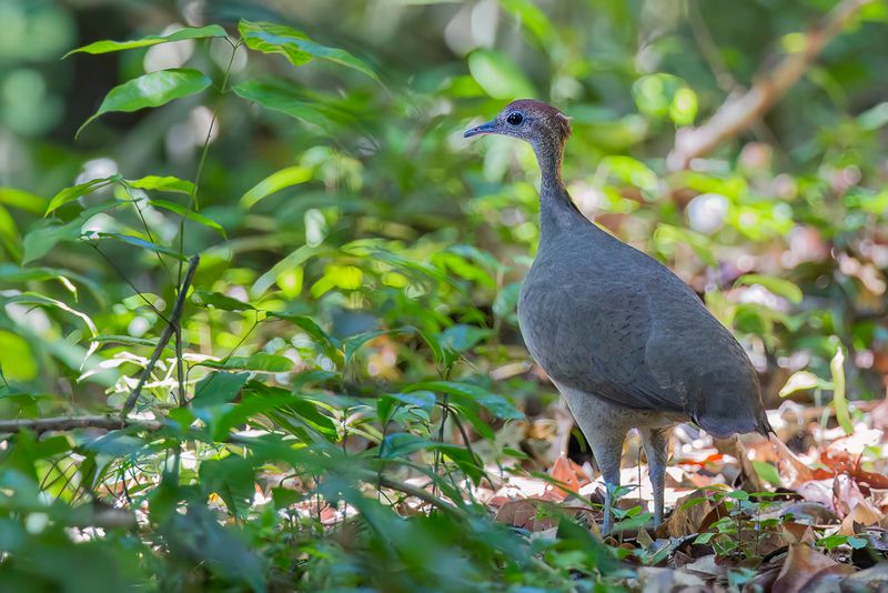Great Tinamou