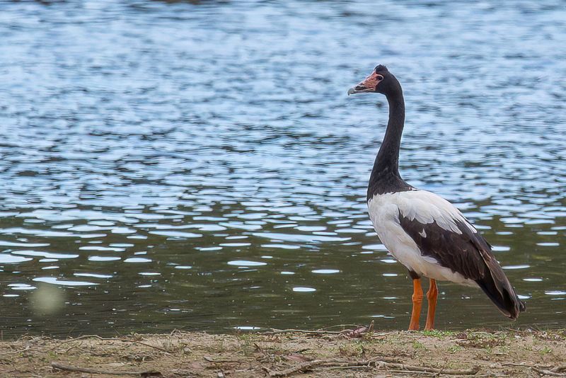 Anseranatidae - Magpie Goose