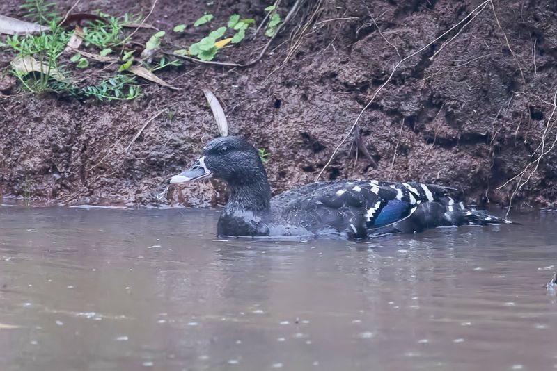 African Black Duck