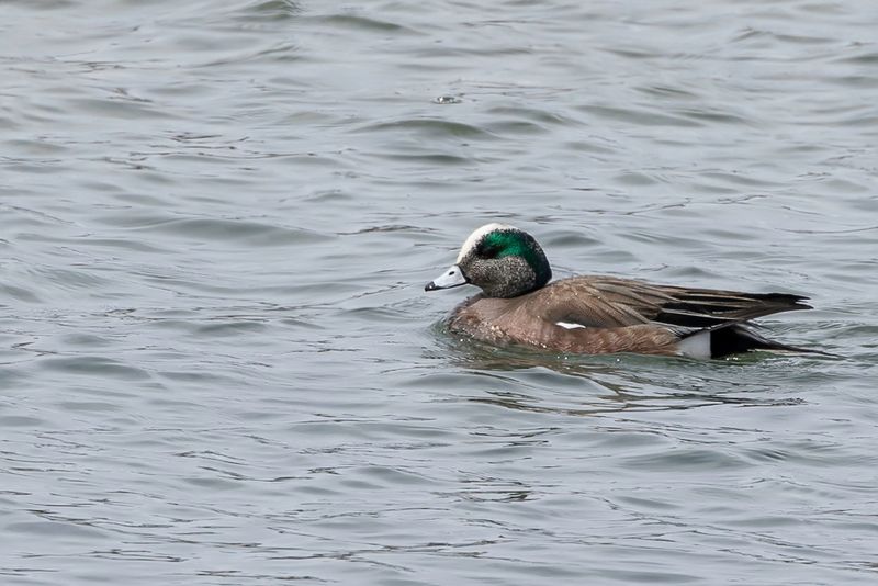 American Wigeon