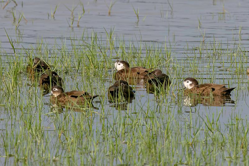 Andaman Teal