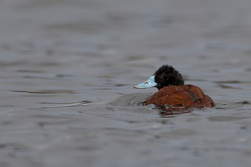 Ruddy Duck