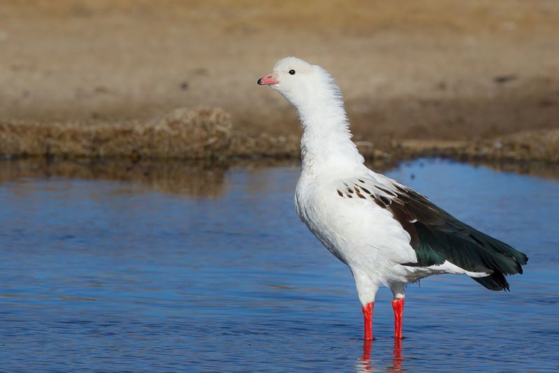 Andean Goose