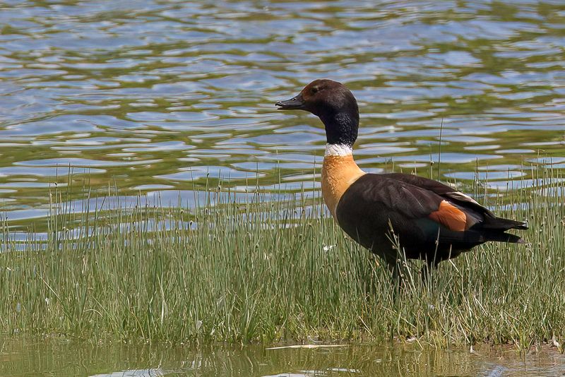 Australian Shelduck