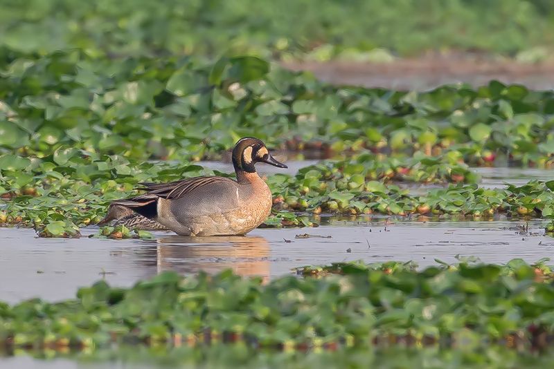 Baikal Teal