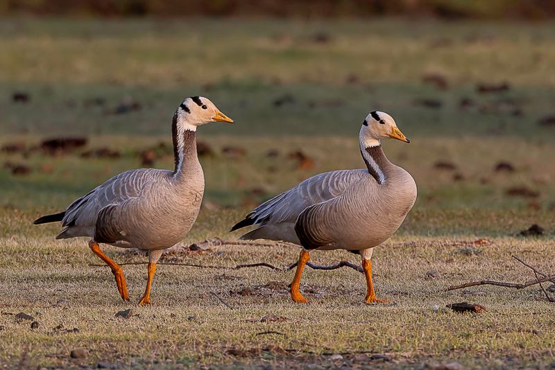Bar-headed Goose