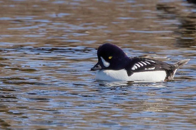 Barrow's Goldeneye (m)