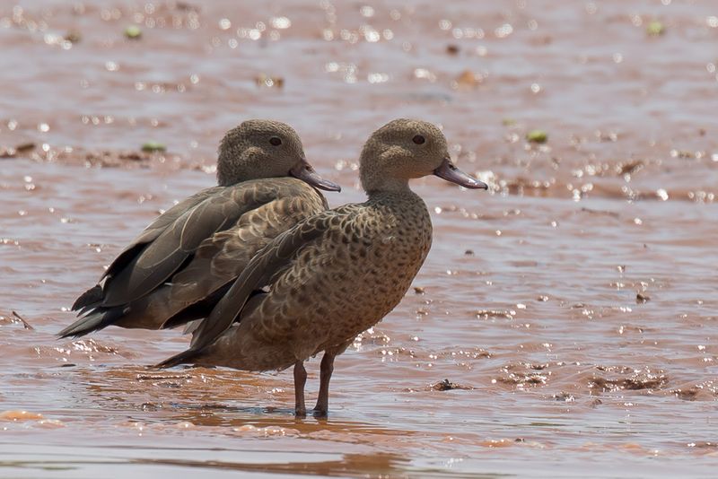 Bernier's Teal
