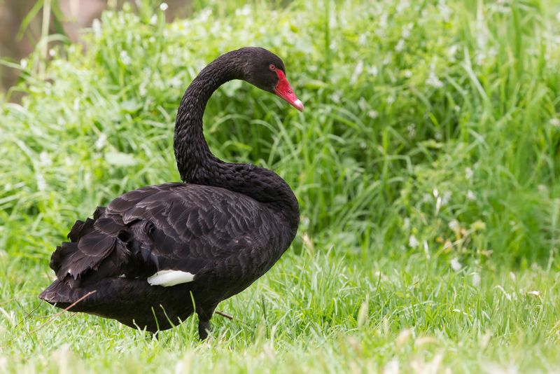 Black Swan