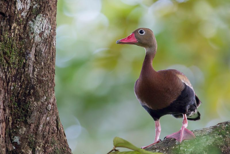 Black-bellied Whistling Duck