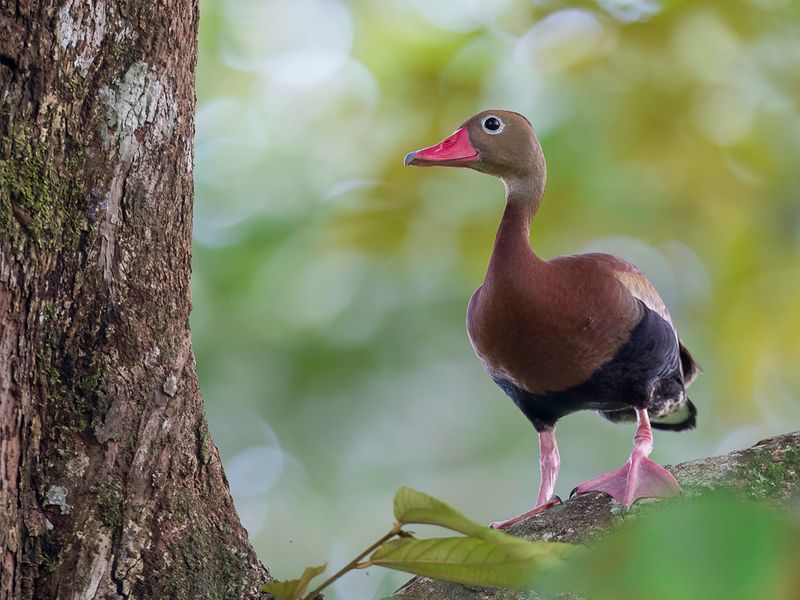 Black-bellied Whistling Duck