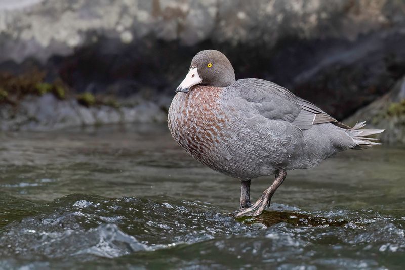 Blue Duck