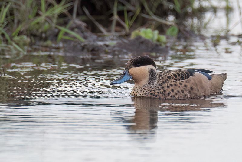 Blue-billed Teal