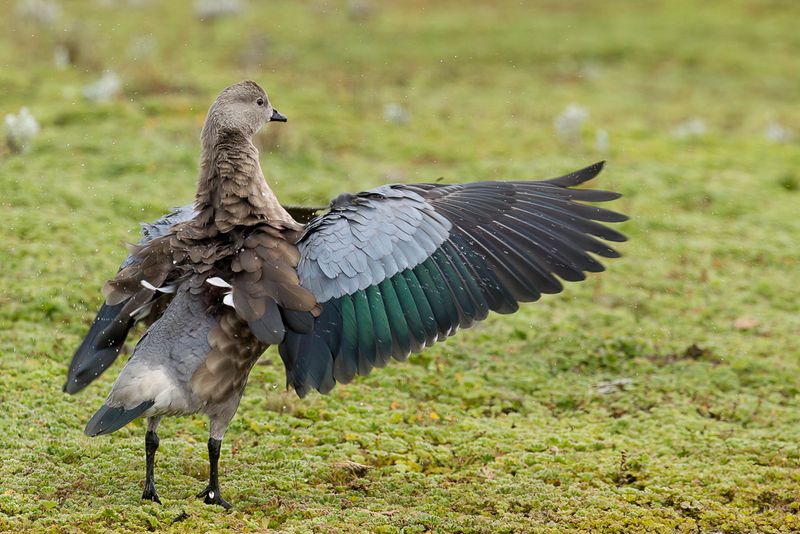 Blue-winged Goose