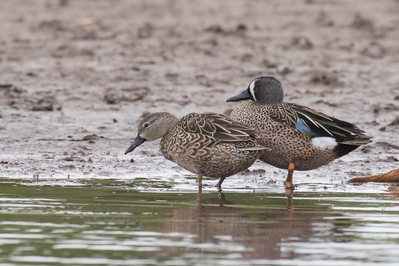 Blue-winged Teal (m+f)