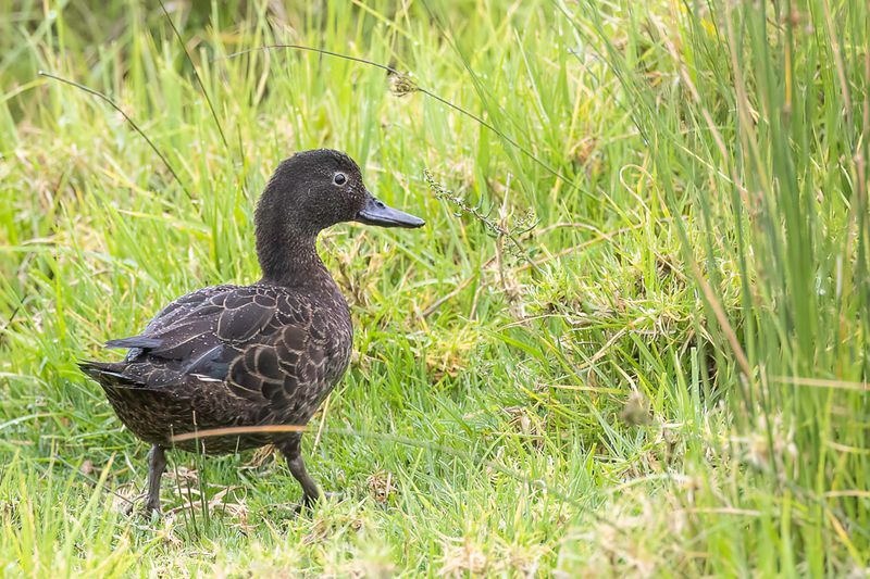 Brown Teal