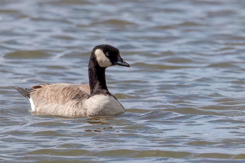 Cackling Goose