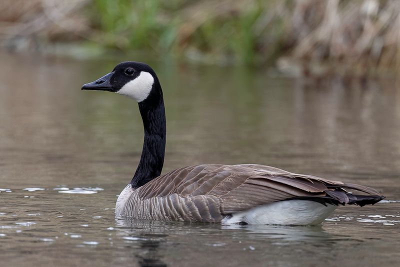 Canada Goose