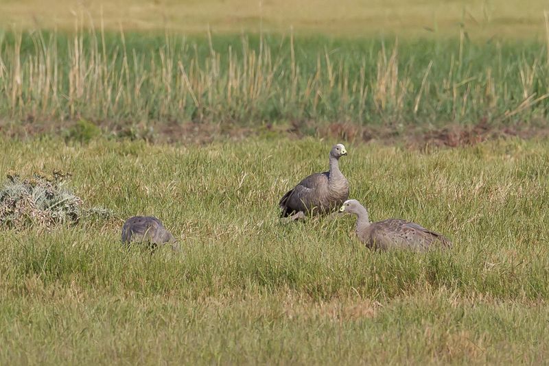 Cape Barren Goose