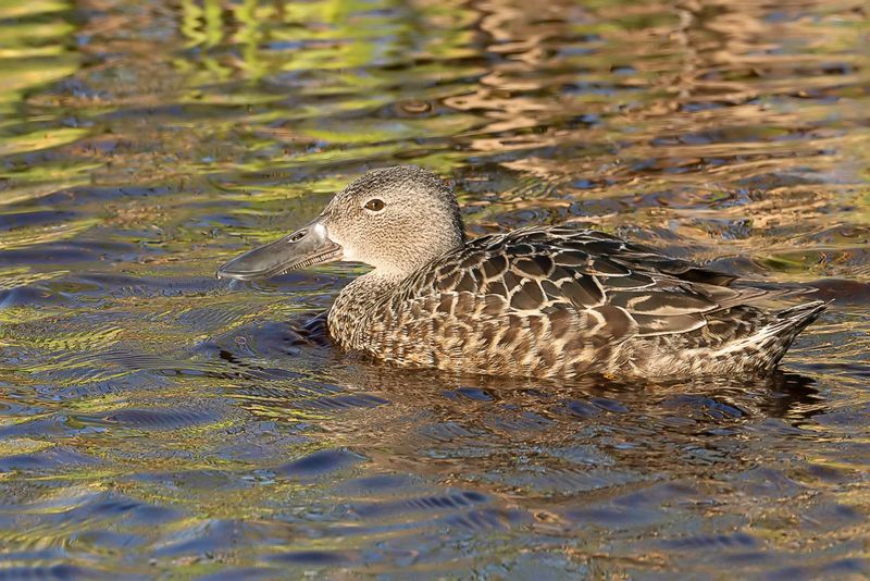 Cape Shoveler (f)