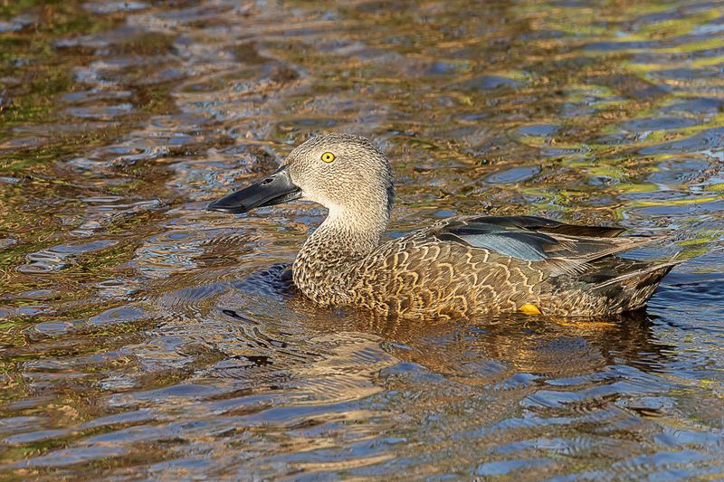 Cape Shoveler (m)