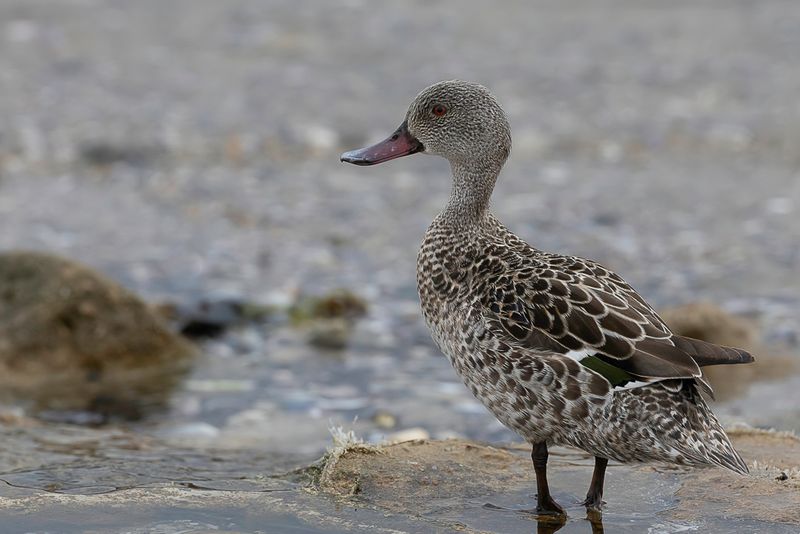 Cape Teal