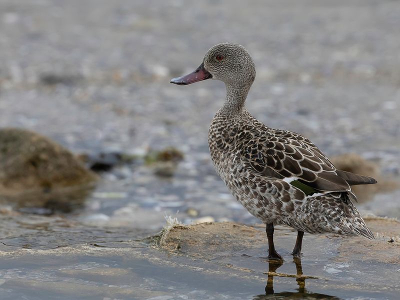 Cape Teal
