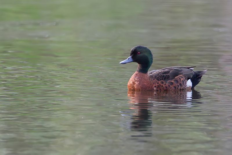 Chestnut Teal