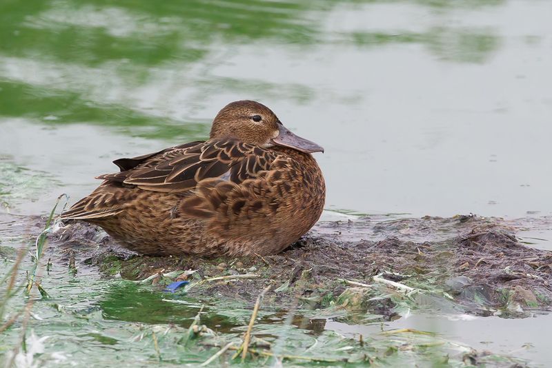 Cinnamon Teal (f)