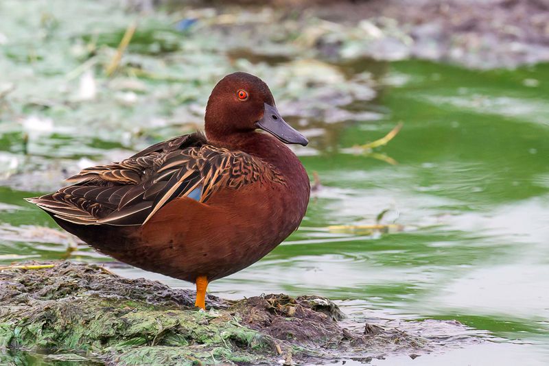 Cinnamon Teal (m)