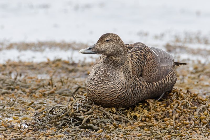 Common Eider (f)