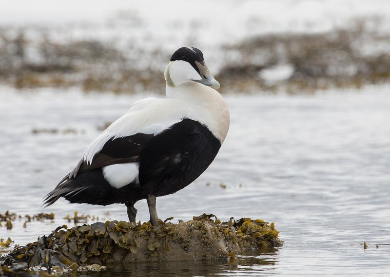 Common Eider (m)