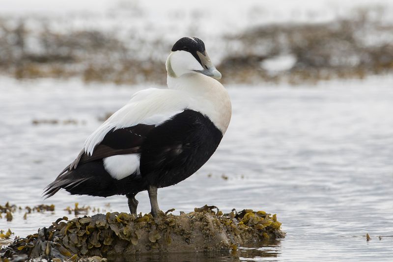 Common Eider (m)