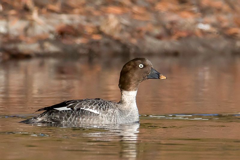 Common Goldeneye (f)