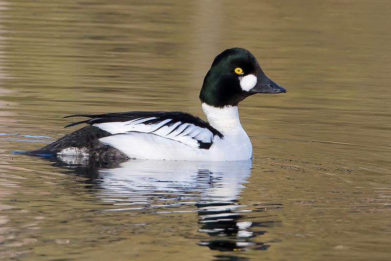 Common Goldeneye (m)