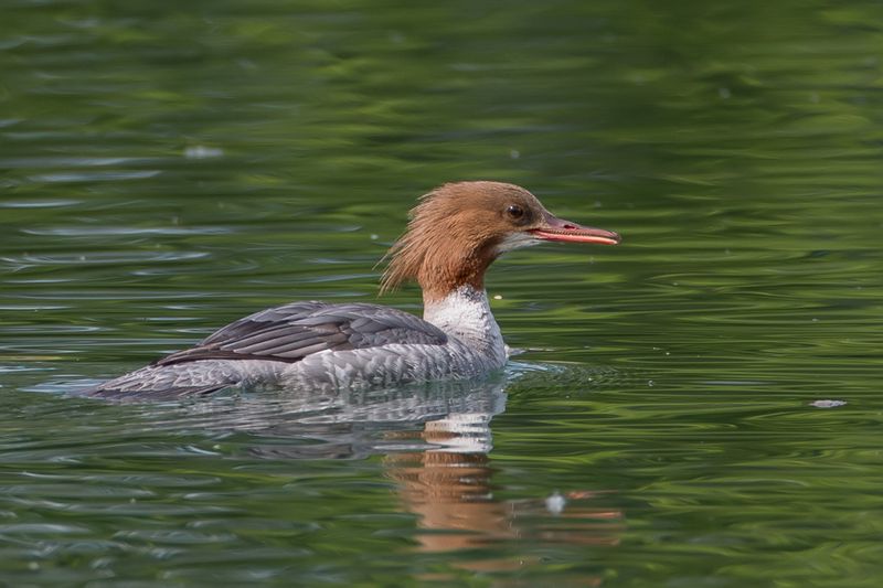 Common Merganser (f)