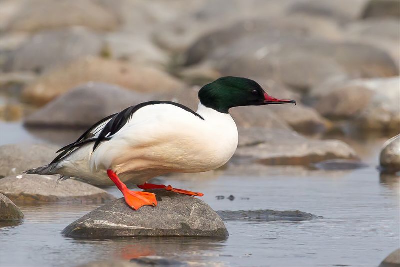Common Merganser (m)