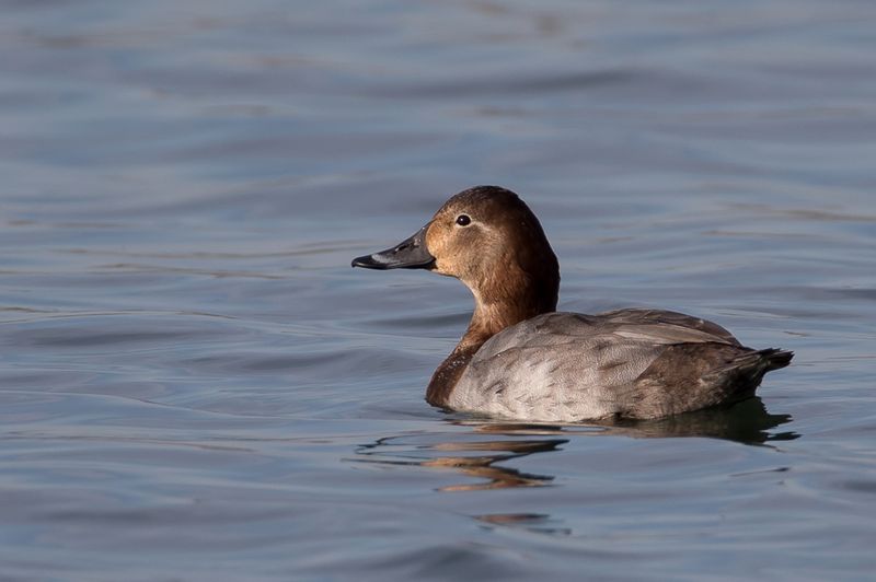 Common Pochard (f)