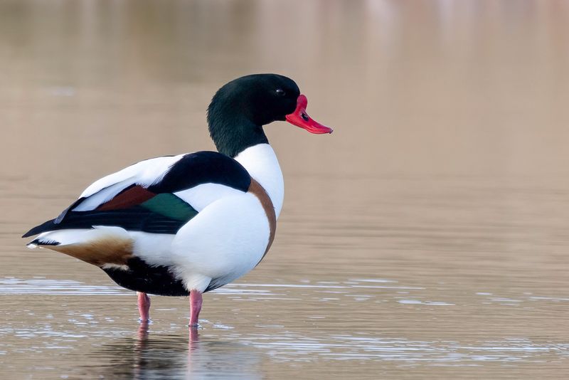 Common Shelduck (m)