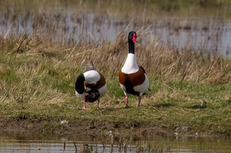 Common Shelduck