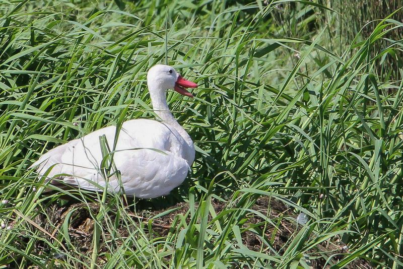 Coscoroba Swan